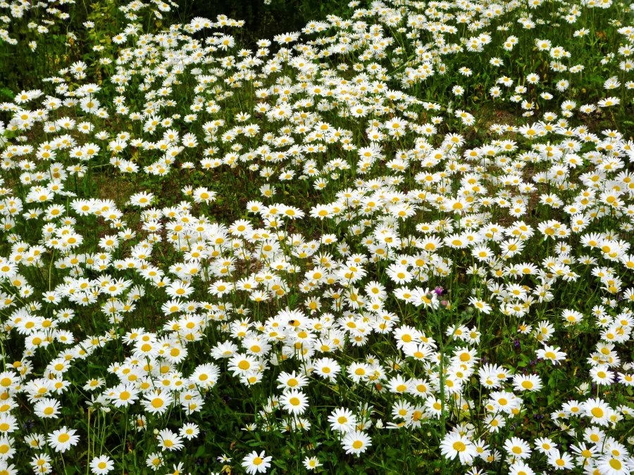 Ein blühendes Feld mit vielen weißen Margeriten und gelben Blütenmitten.