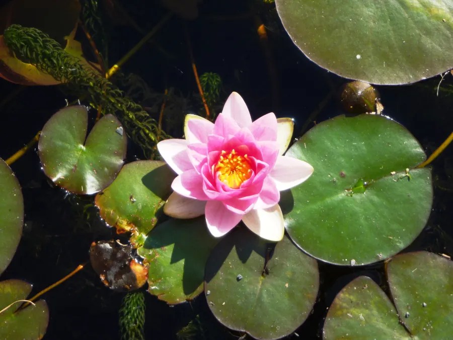 Eine pinke Seerose blüht auf großer, runder Wasserlilie, umgeben von weiteren Lilienblättern.