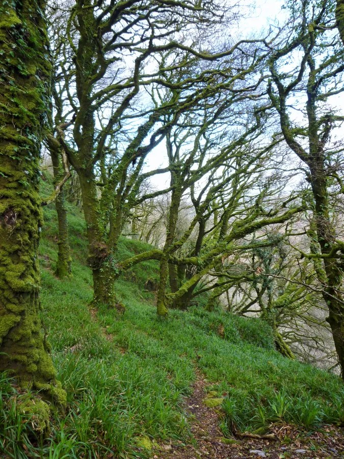 Eine grüne Waldlandschaft mit moosbedeckten Bäumen und einem schmalen Pfad, der durch das dichte Gras führt.