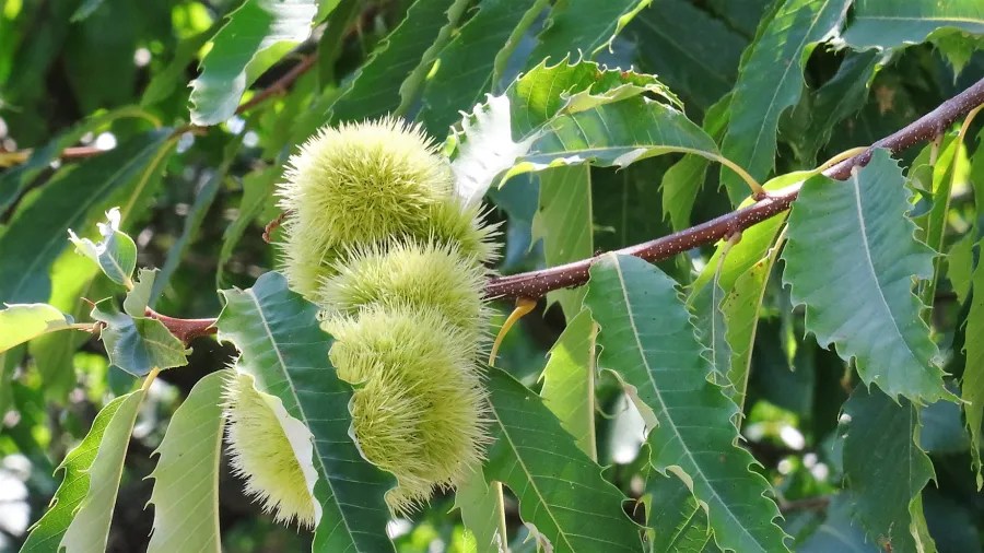Kastanienfrüchte an einem Baumzweig, umgeben von grünen Blättern.