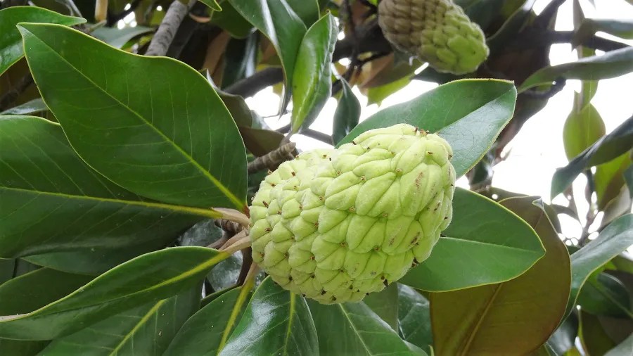 Nahaufnahme einer grünen Frucht, die an einem Baum mit großen, glänzenden Blättern hängt.
