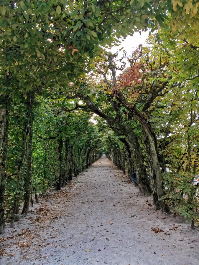 Ein schmaler, von Bäumen gesäumter Weg, der in die Ferne führt, umgeben von grünem Laub und fallenden Blättern, mit einem klaren sandigen Boden.