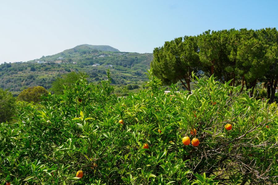 Ein Blick auf einen hügeligen Bereich mit Orangenbäumen im Vordergrund und grünen Bäumen im Hintergrund, unter einem klaren blauen Himmel.