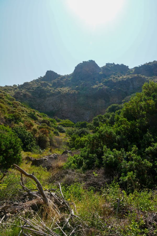 Blick auf eine bewaldete Berglandschaft mit einem strahlend blauen Himmel und der Sonne im Hintergrund. Grüne Sträucher und trockenes Holz sind im Vordergrund sichtbar.