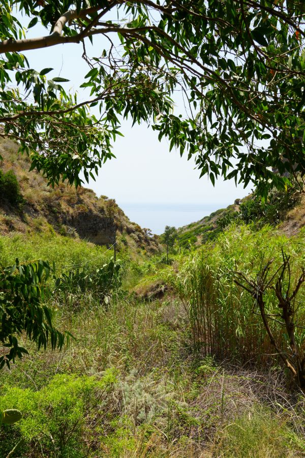 Blick auf eine grüne Landschaft mit Bäumen und Sträuchern, die zu einem blauen Meer im Hintergrund führt. Die Szenerie wirkt friedlich und natürlich.