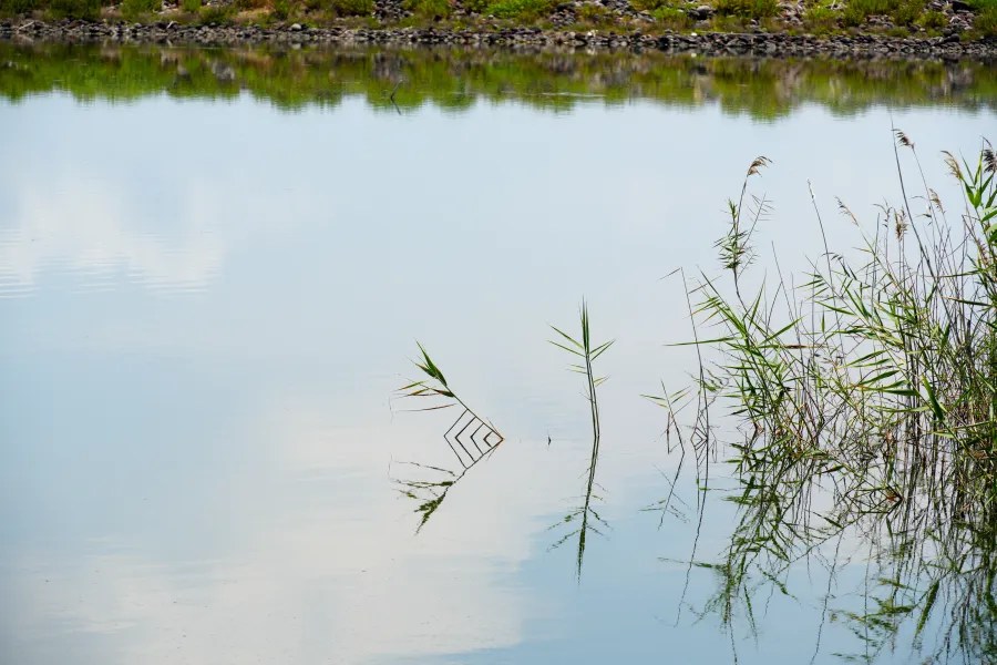 Ein ruhiger Wasserspiegel mit reflektierenden Pflanzenranken sanft in der Sonne, umgeben von grünem Uferbewuchs.