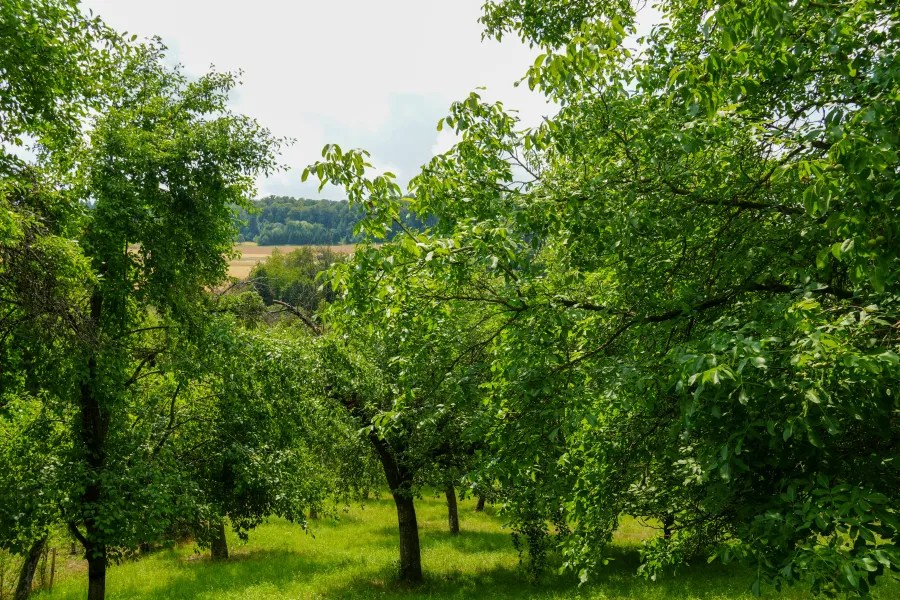 Lush green trees in a serene landscape, with fields visible in the background under a bright sky.