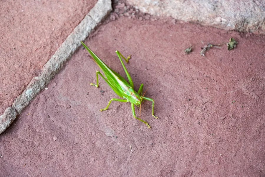 A vibrant green grasshopper resting on a textured red surface.