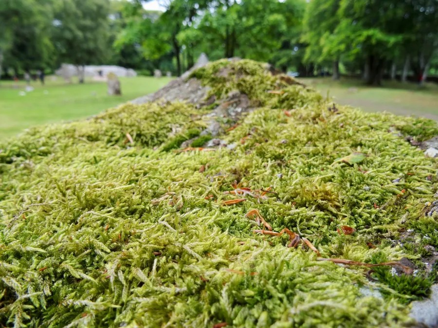 Nahaufnahme von grünem Moos, das eine steinerne Oberfläche bedeckt, umgeben von Bäumen und Wiese im Hintergrund.