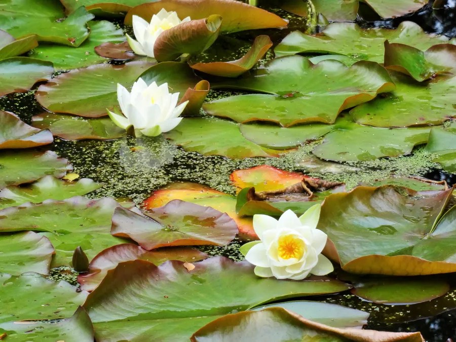 Weiße Seerosen blühen auf grünen Wasserlilienblättern in einem ruhigen Gewässer.