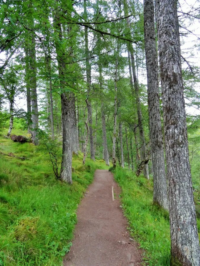 Ein schmaler Wanderweg, der durch einen Wald mit hohen, grünen Bäumen führt, umgeben von üppigem Gras und einer friedlichen Atmosphäre.