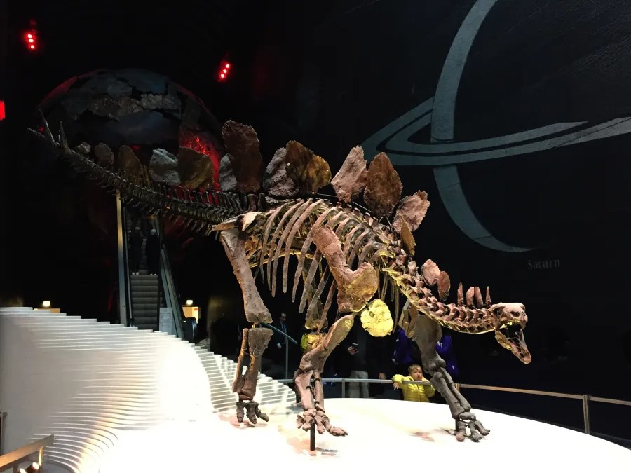 Skelett eines Stegosaurus im Naturhistorischen Museum von London, präsentiert auf einer weißen Plattform mit einem dunklen Hintergrund.