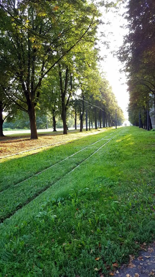 Ein grüner Park mit Bäumen und einer Lichtung, in der alte Straßenbahngleise sichtbar sind.