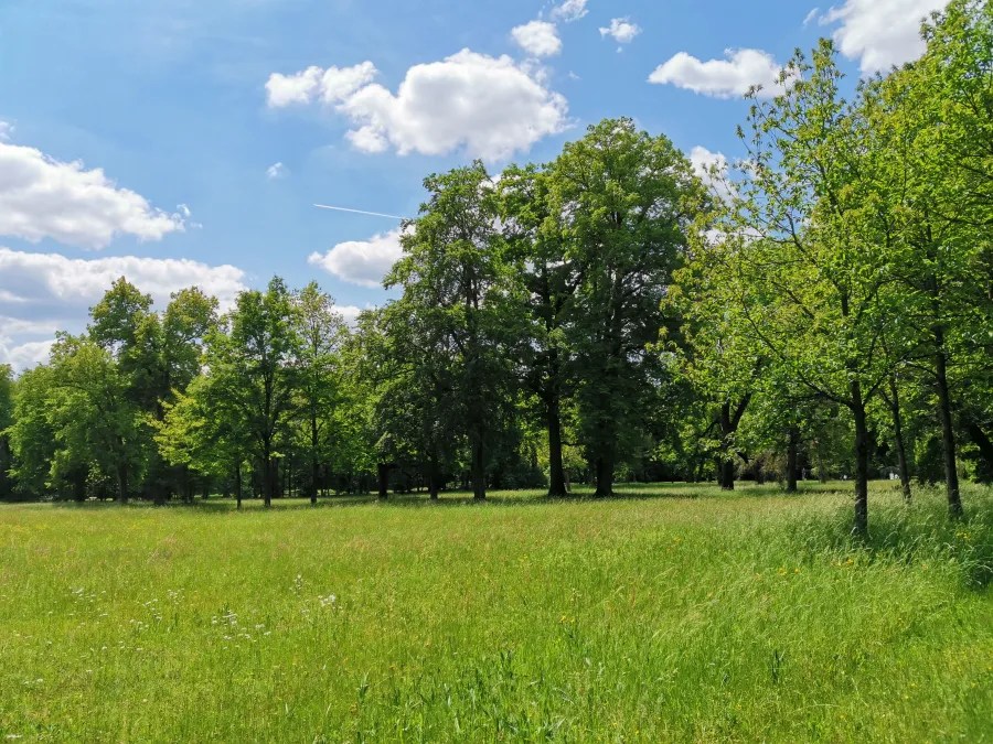 Ein weitläufiges, grünes Feld mit hohen Bäumen unter einem blauen Himmel mit Wolken.