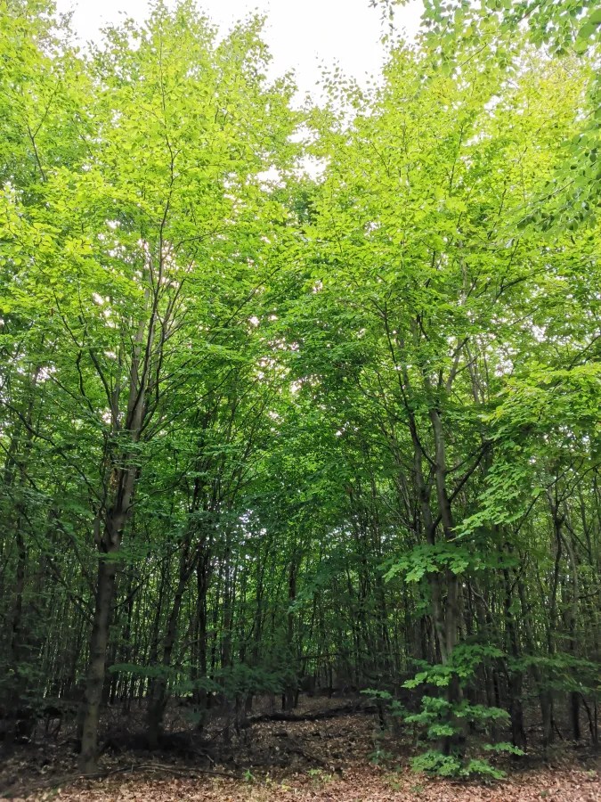 Dichter Wald mit üppigem grünem Laub, das im Sonnenlicht leuchtet.