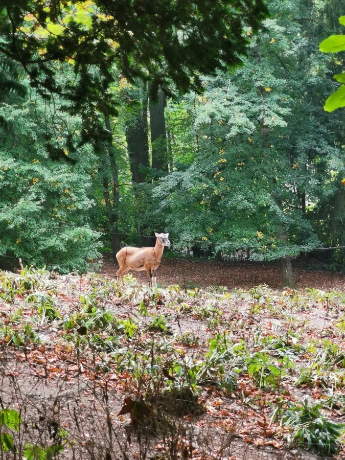 Ein Mufflon steht in einem kleinen Wald, umgeben von Bäumen und Herbstblättern.