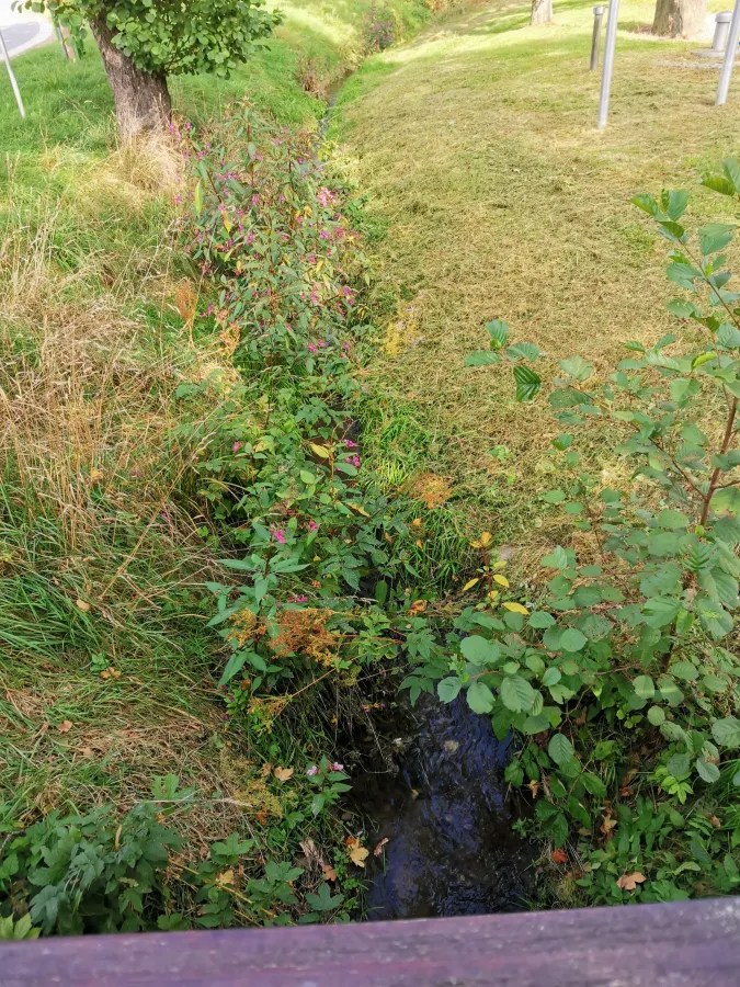 Ein kleiner Bach, umgeben von grünen Grasflächen und bunten Pflanzen. Im Hintergrund sind einige Bäume und ein Weg zu sehen.