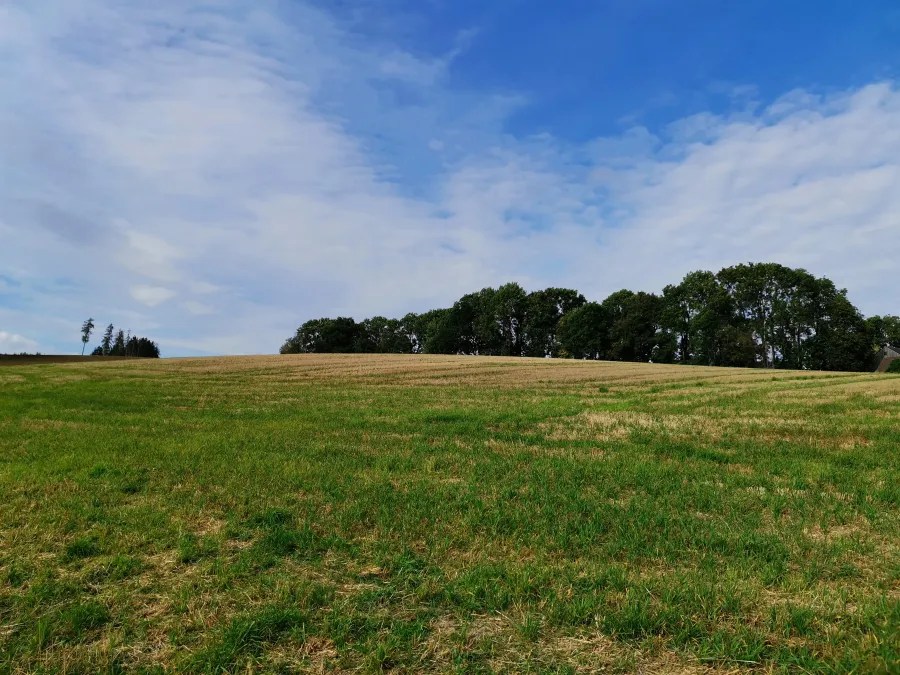 Eine weitläufige Wiese mit grünem Gras und Bäumen am Horizont unter einem klaren, blauen Himmel.