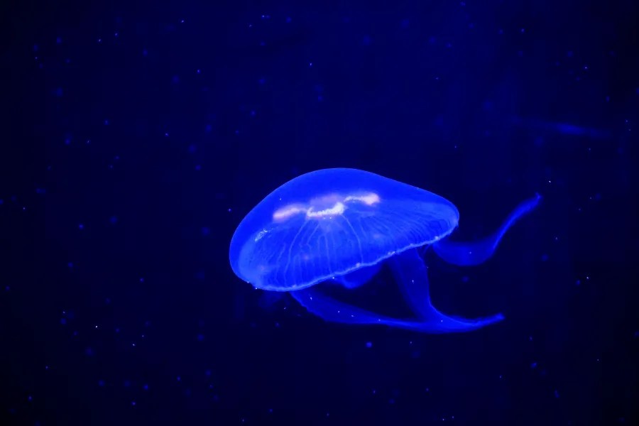 A luminous jellyfish swimming against a dark blue background.