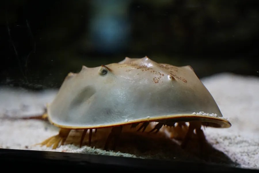 Close-up of a horseshoe crab resting on the sandy bottom of an aquarium.
