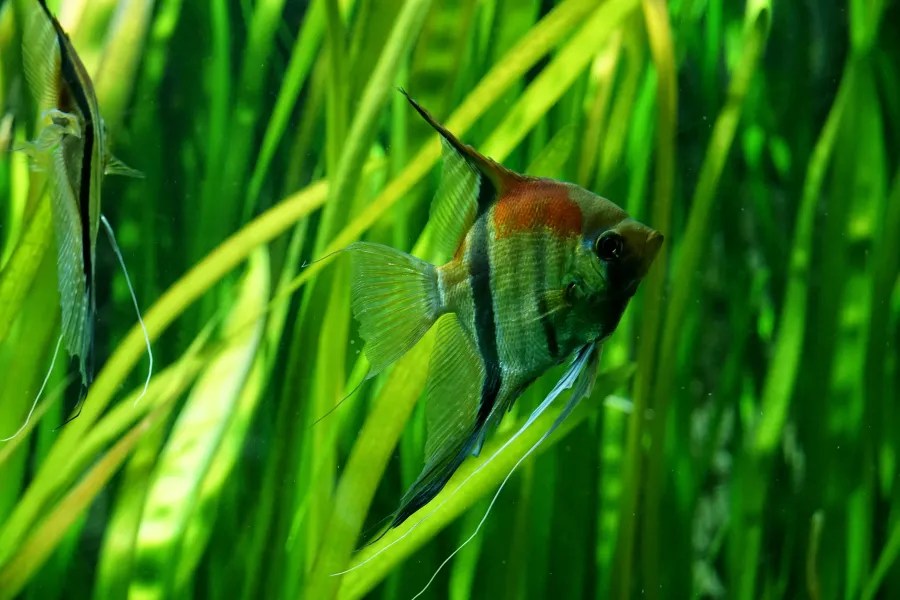 A colorful fish swimming among green aquatic plants in a clear aquarium.