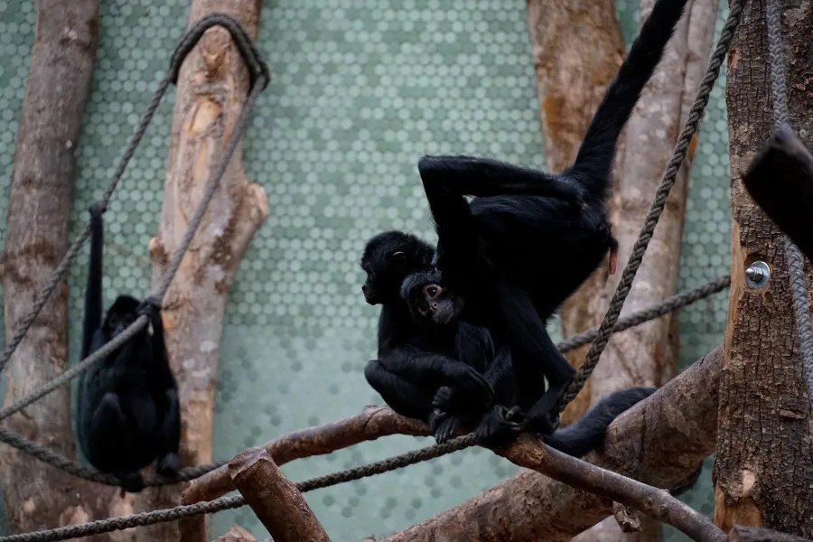 Three black monkeys interact on branches inside a zoo, with one monkey grasping another closely.