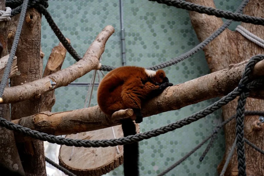 A red panda curled up and resting on a branch among wooden structures.
