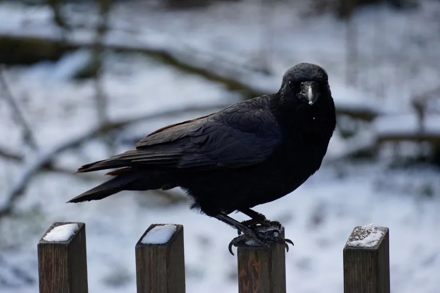 A black raven perched on a wooden fence with a snowy background.
