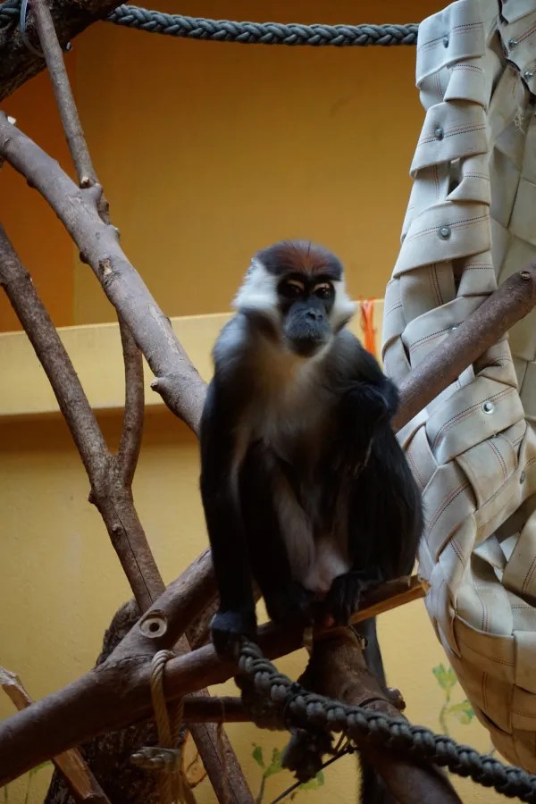 A monkey sitting on a branch in an indoor setting, with a textured yellow wall in the background.