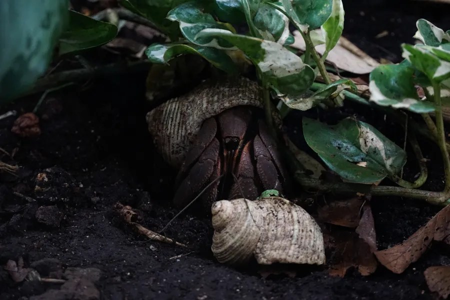 A close-up of a hermit crab partially hiding among green plants and soil, with a shell placed nearby.