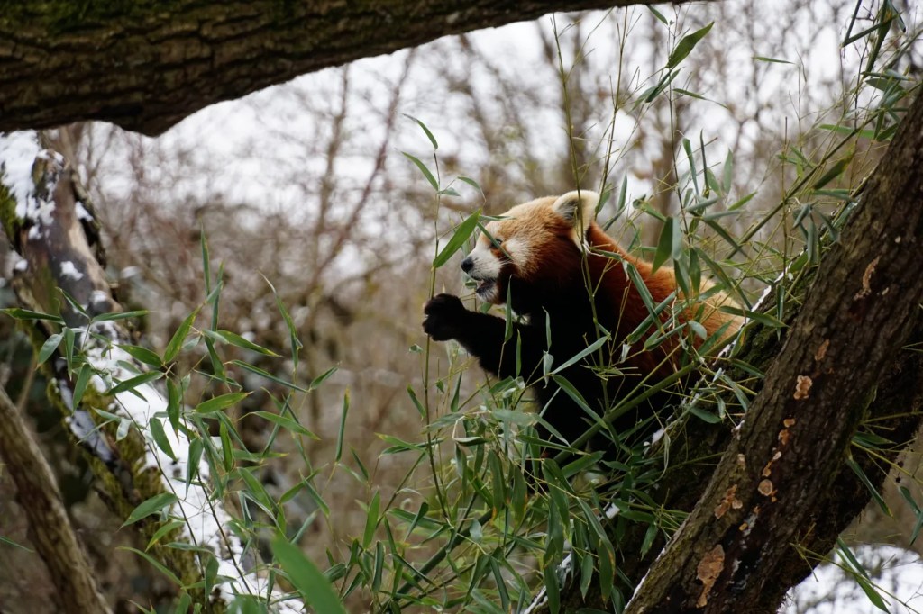Tierische Impressionen im Münchner Tierpark Hellabrunn: Eine Fotografie-Reise