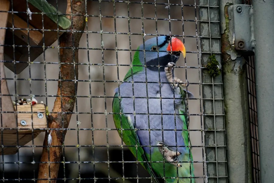 A colorful parrot standing behind a metal cage, with vibrant green and blue feathers, and a prominent orange beak.