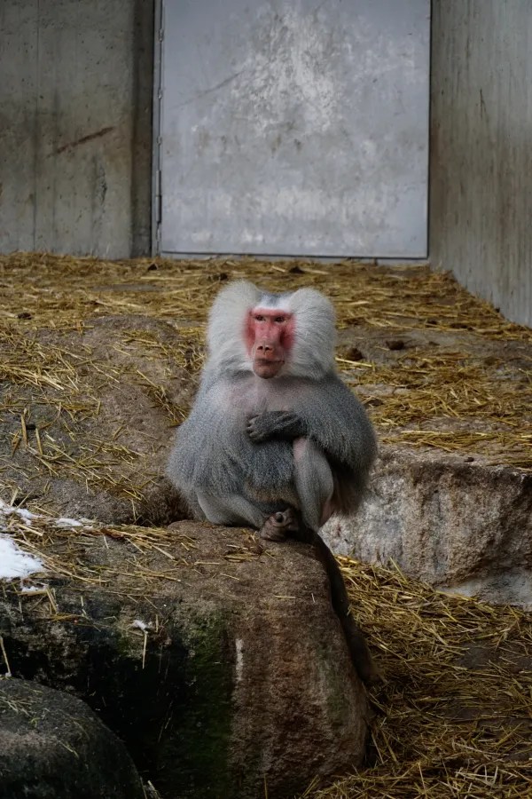 A baboon sitting on a rock in a zoo enclosure, with gray fur and a pink face, surrounded by straw and a concrete wall.