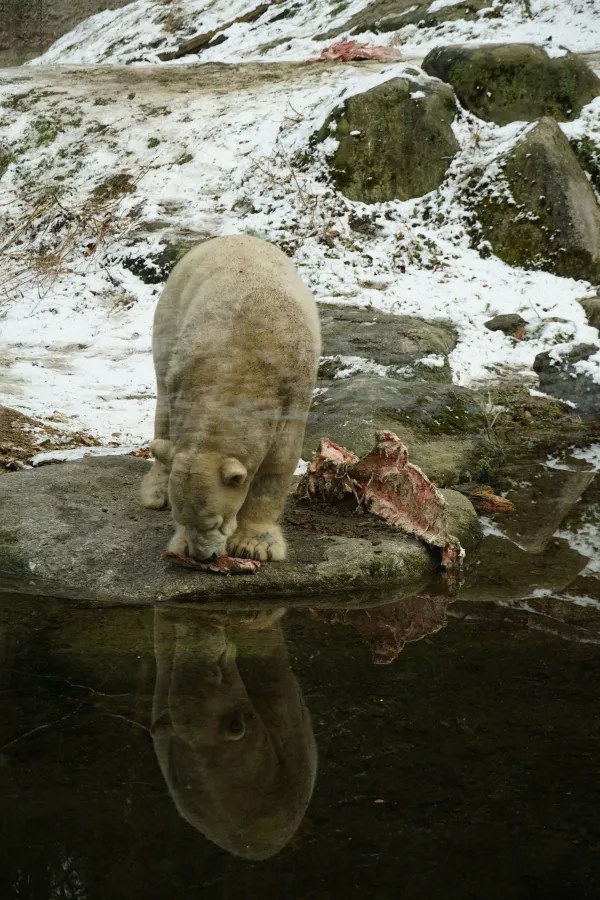 A polar bear standing on a rock, looking down at a piece of meat, with its reflection visible in the water.