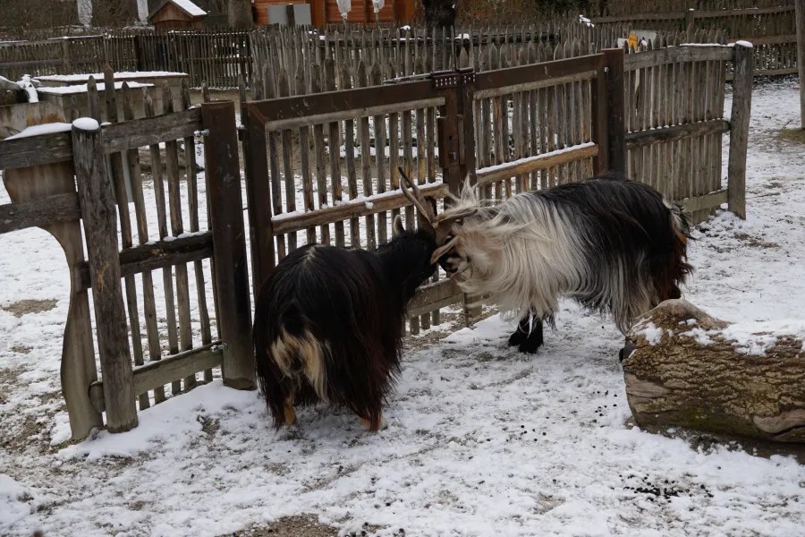 Two goats interact near a wooden gate in a snowy setting.
