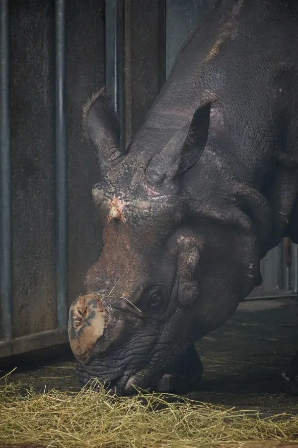 A close-up of a rhinoceros eating hay in a stable, with a focus on its head and facial features.