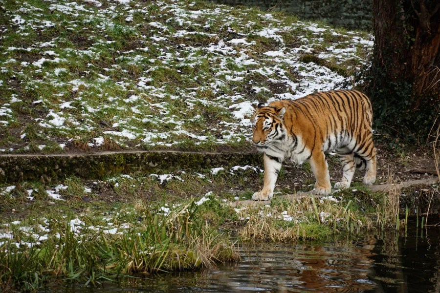 A tiger walking along the edge of a water body, surrounded by grass and patches of snow.