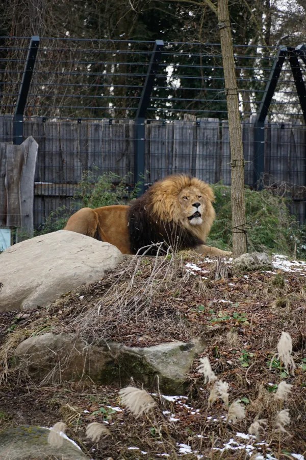Ein Löwe liegt entspannt auf einem Felsen in einem Zoo, umgeben von Pflanzen und Gräsern.