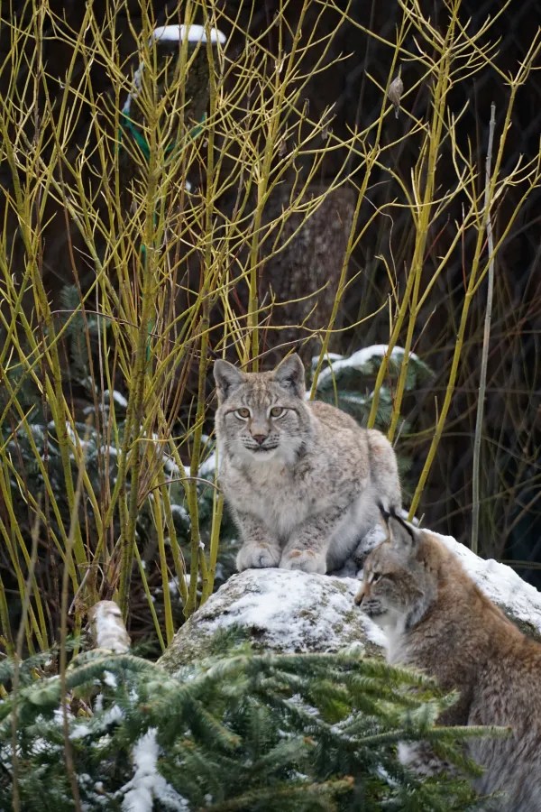 Two lynxes sitting on a rock surrounded by snow and branches, with a background of green foliage.