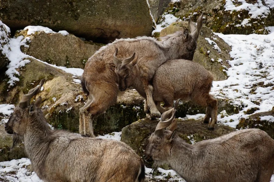 A group of mountain goats interacting on rocky terrain covered with snow.