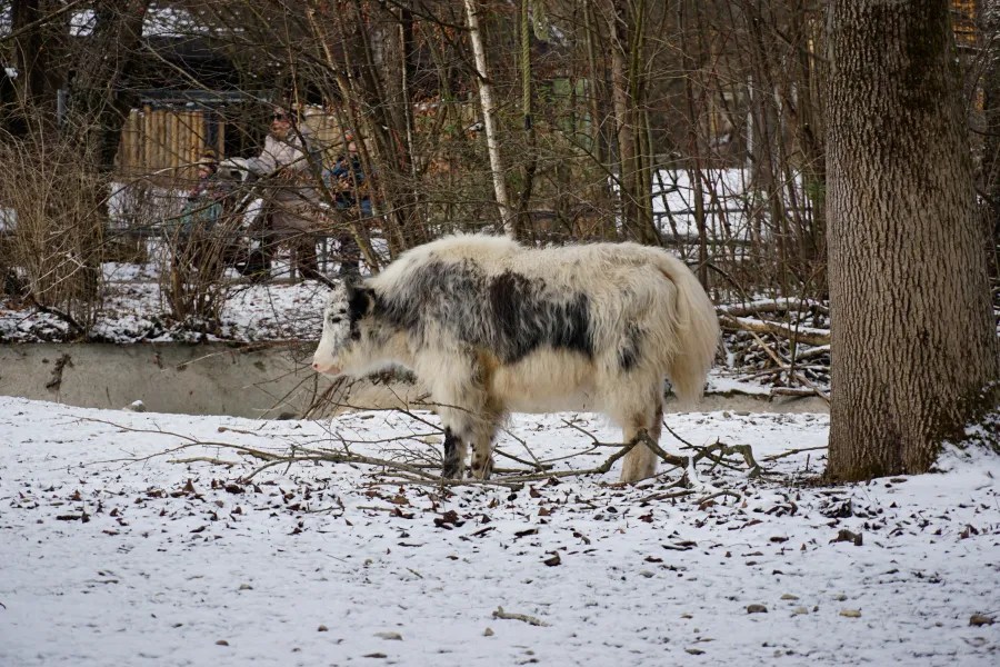 A fluffy, white and gray cow stands on the snowy ground, surrounded by trees and dry branches, while people are visible in the background.