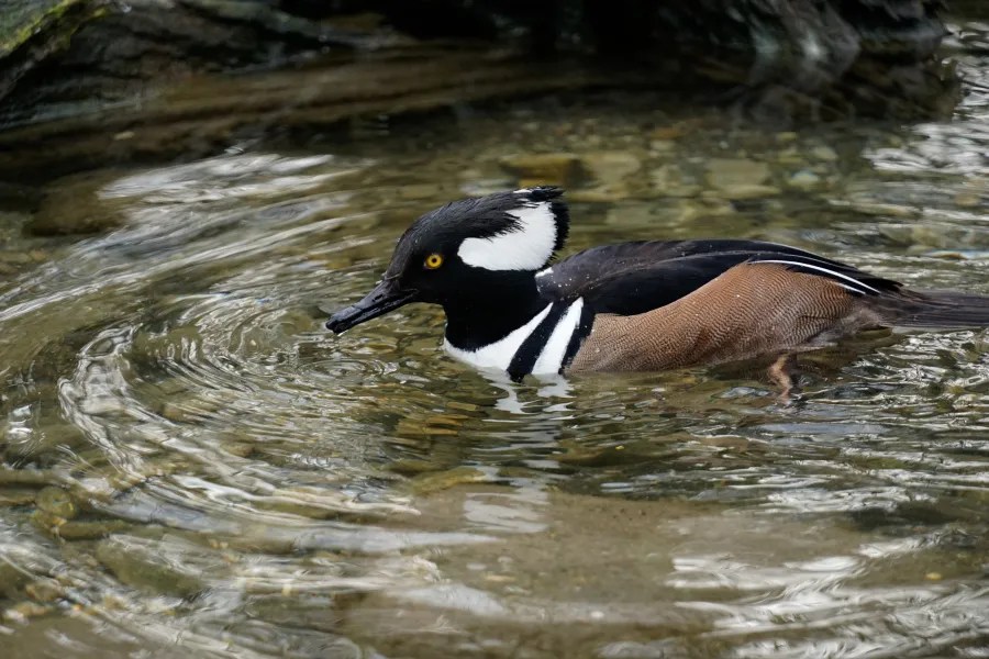 A duck swimming in shallow water, displaying distinctive black and white markings and a tufted crest.