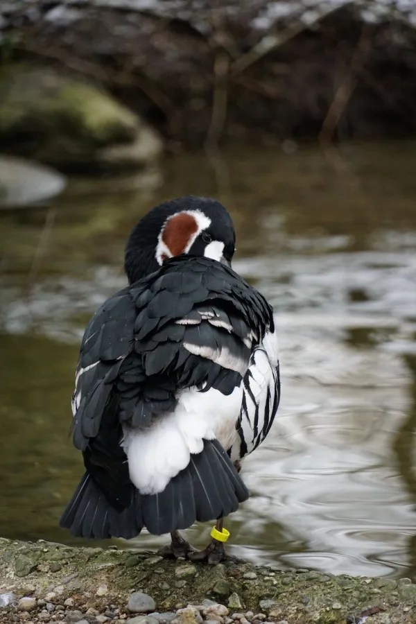 Ein schwarzer und weißer Vogel mit einem braunen Fleck hinter dem Auge steht am Ufer eines Gewässers und schaut zurück.