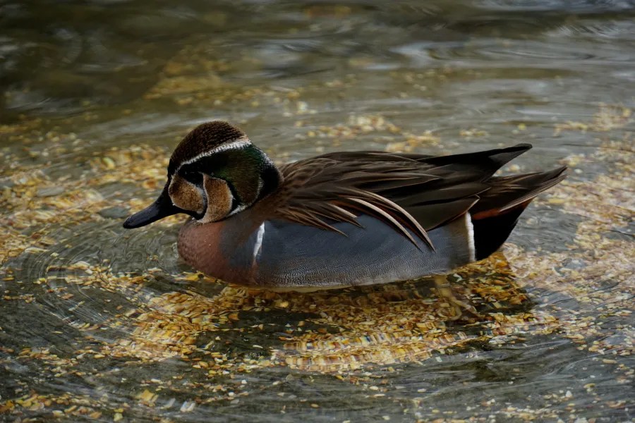 A close-up of a duck swimming in water, with reflections and ripples visible on the surface.