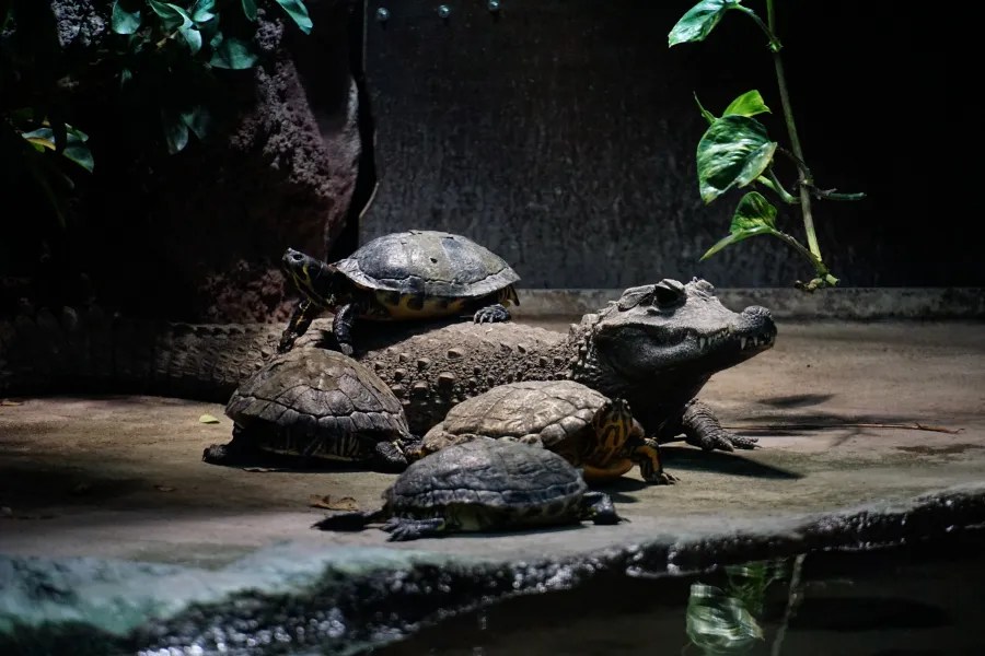 A group of turtles and a crocodile resting on a rock near the water, surrounded by green foliage.