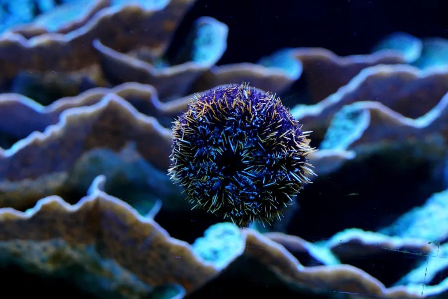 A close-up of a sea urchin resting on coral, featuring vibrant blue hues and intricate textures.