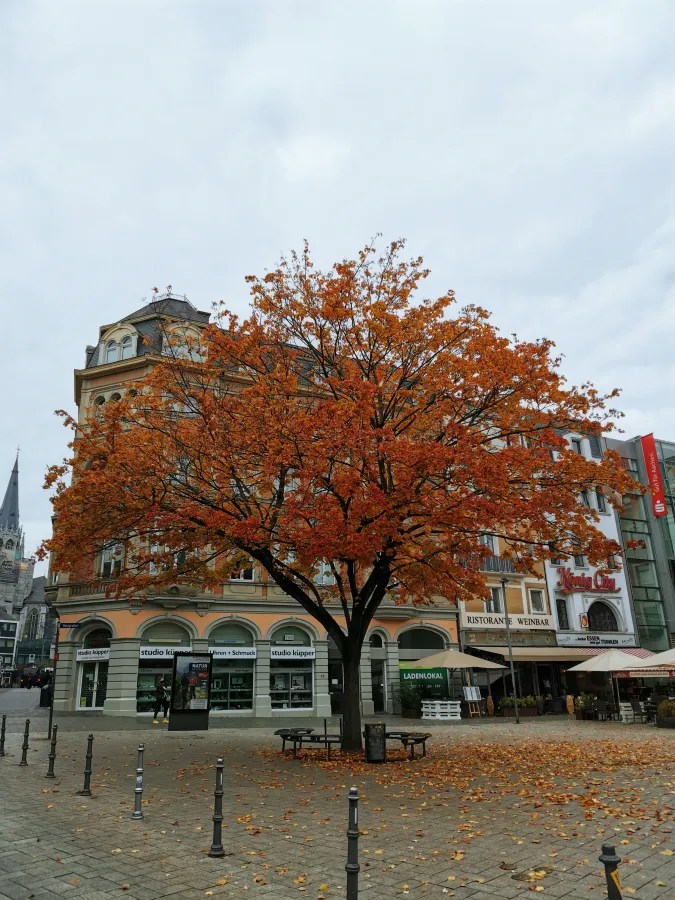 Ein großer Baum mit orangefarbenem Laub steht in einer Stadtstraße, umgeben von historischen Gebäuden und modernen Geschäften. Auf dem Boden liegen viele herabgefallene Blätter.