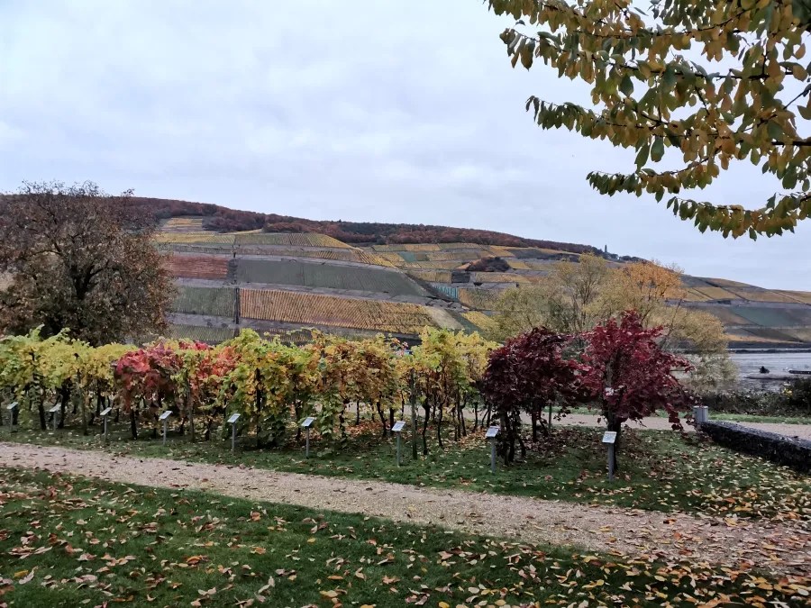 Herbstliche Weinreben mit bunten Blättern und einem sanften Hang im Hintergrund, unter einem grauen Himmel.