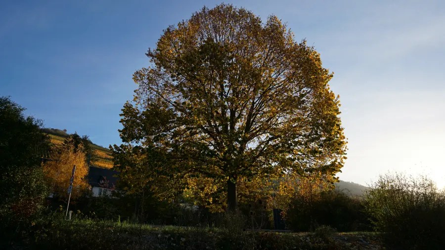 Ein großer Baum mit buntem Laub im Herbst, vor einem blauen Himmel.