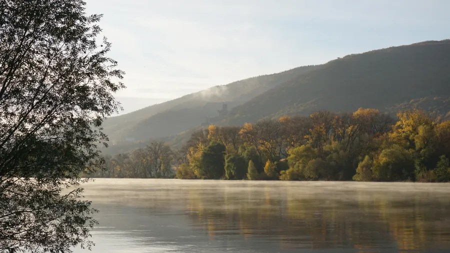 Herbstliche Landschaft des oberen Mittelrheintals mit Nebel über dem Wasser und bunten Bäumen im Vordergrund.